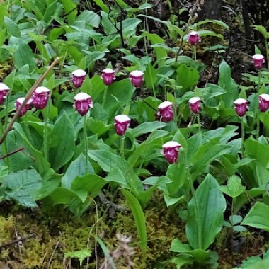 cypripedium guttatum serkhyem la 20190705 (134)